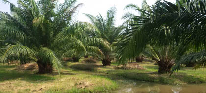 เครื่องตัดปาล์ม